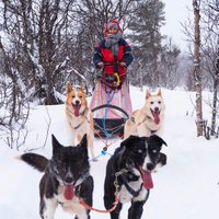 winter activities dogsledding hundeschlitten