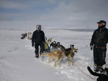 Winter activities dogsledding hundeschlitten sled_dog_expedition