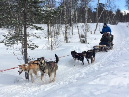 Winter activities dogsledding hundeschlitten coffee_tour
